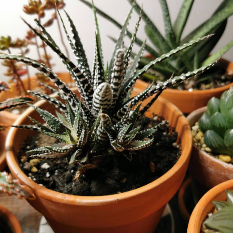 plant image 1224923