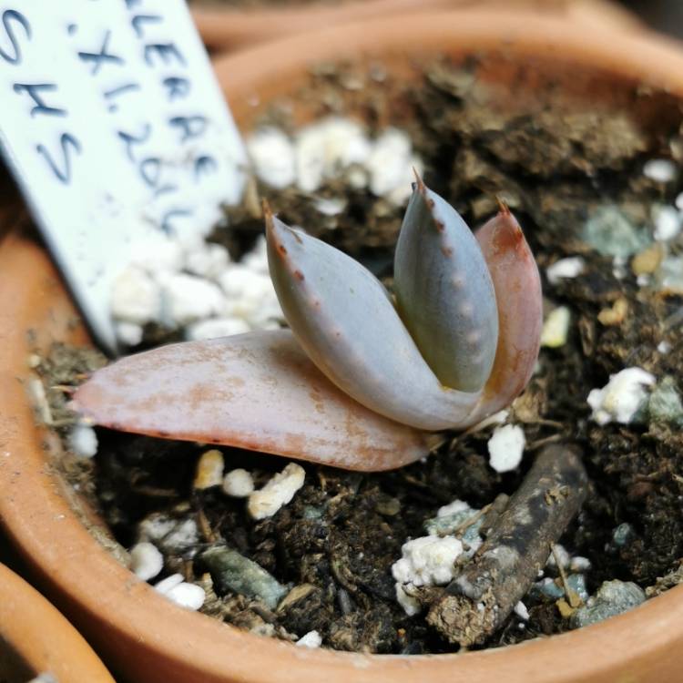 Plant image Aloe peglerae
