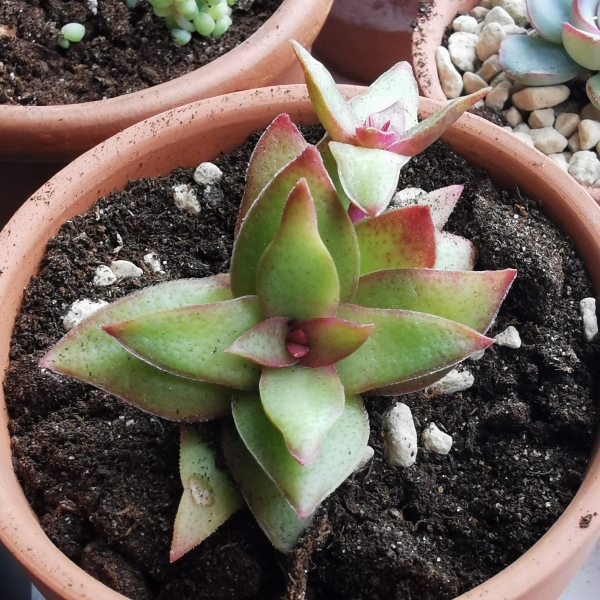 plant image 1227797