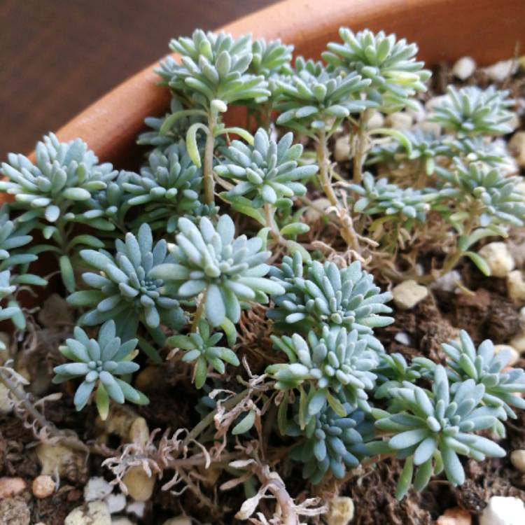 Plant image Sedum hispanicum var. minus 'Aureum'