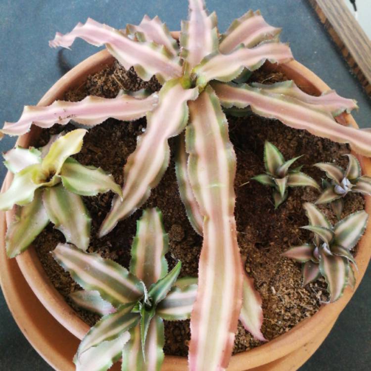 Plant image Cryptanthus Bivittatus