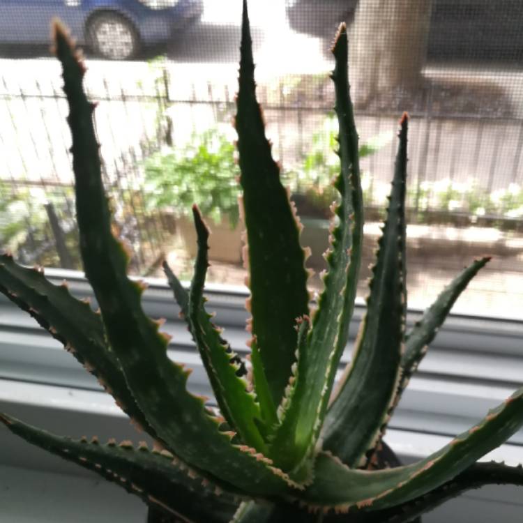Plant image Aloe 'Coral Fire'