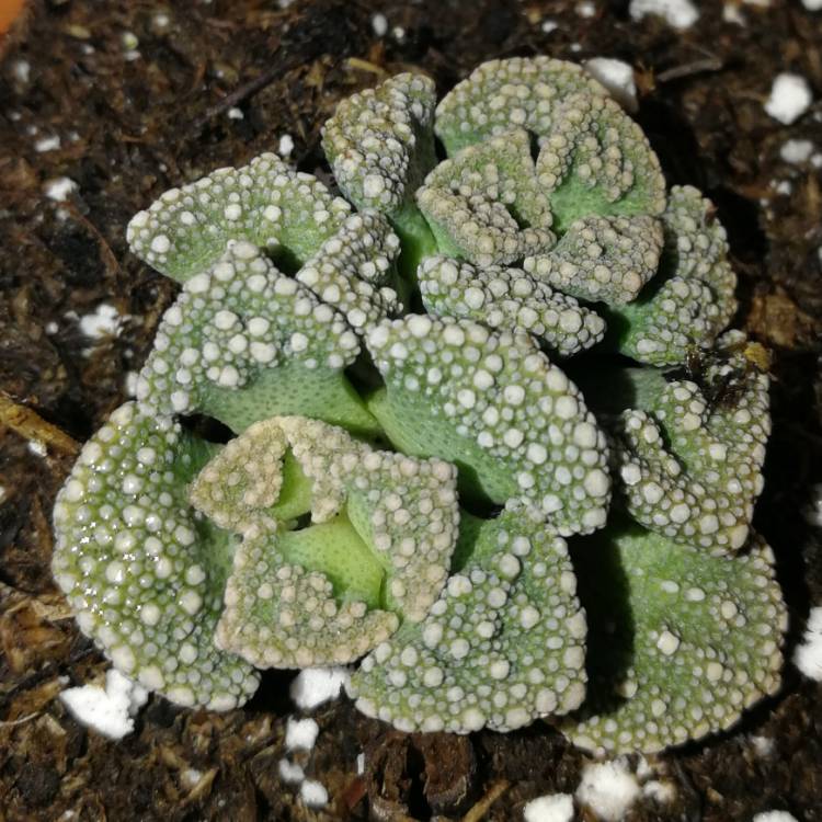 plant image 845132 plant image 845132
