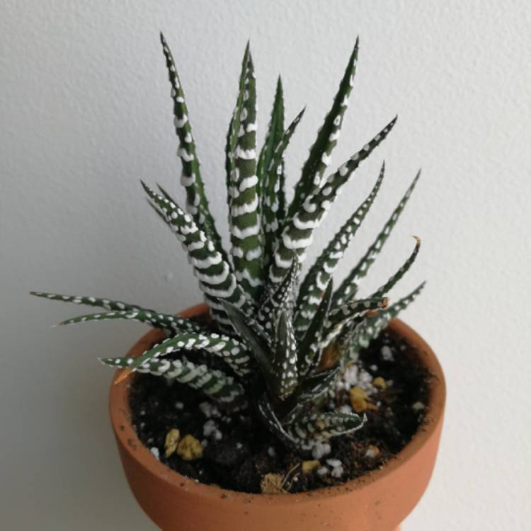 plant image 846528