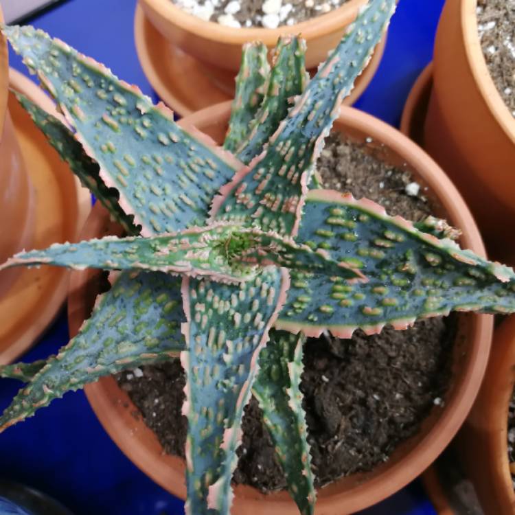 Plant image Aloe Orange Marmalade