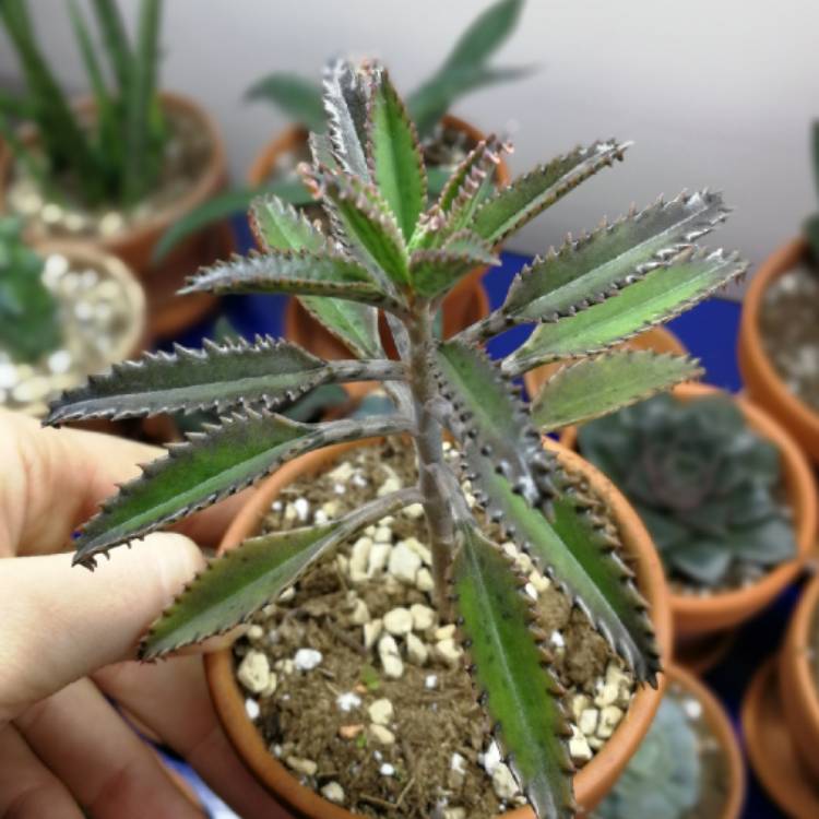 Plant image Kalanchoe delagoensis x daigremontiana