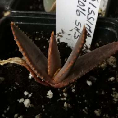 Aloe Ramosissima