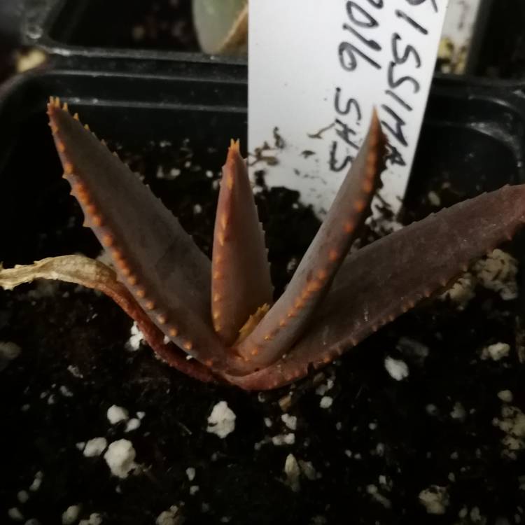 Plant image Aloe Ramosissima