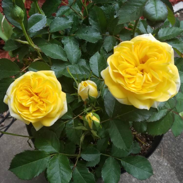 Plant image Rosa 'Yellow Brick Road'