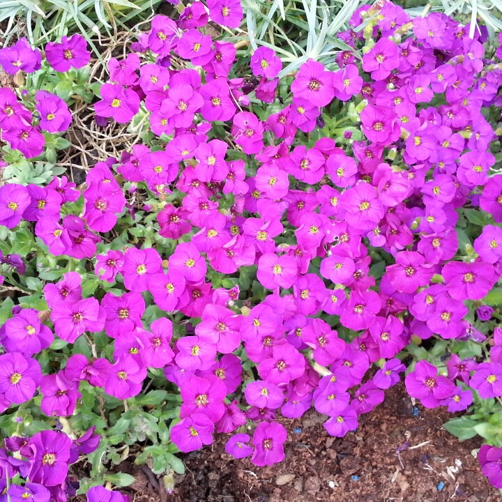Plant image Aubrieta gracilis 'Kitte Purple'