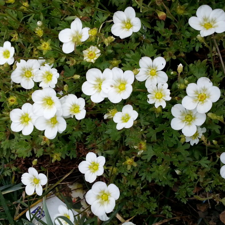 Plant image Saxifraga x arendsii 'Touran Large White'