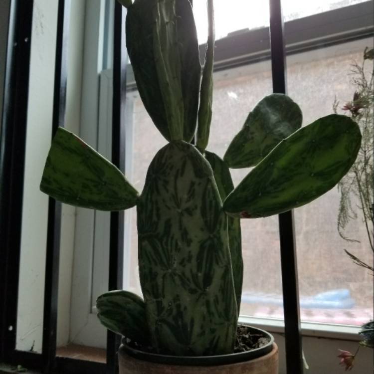 Plant image Opuntia ellisiana