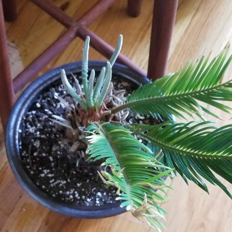 plant image 750916 plant image 750916