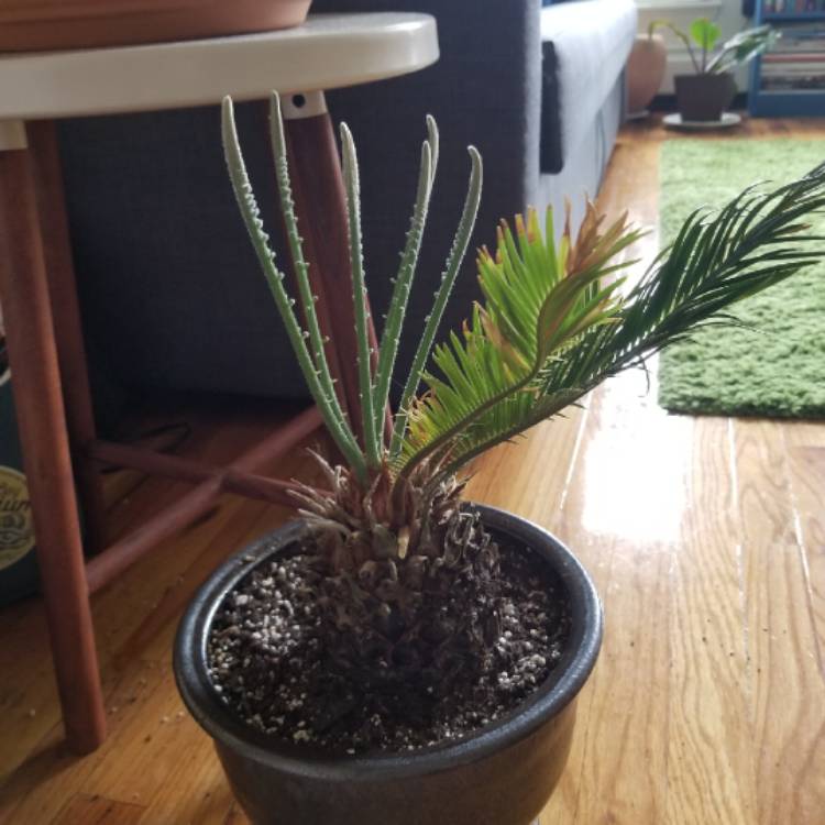 plant image 758602 plant image 758602