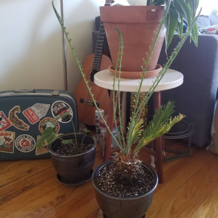 plant image 775844 plant image 775844