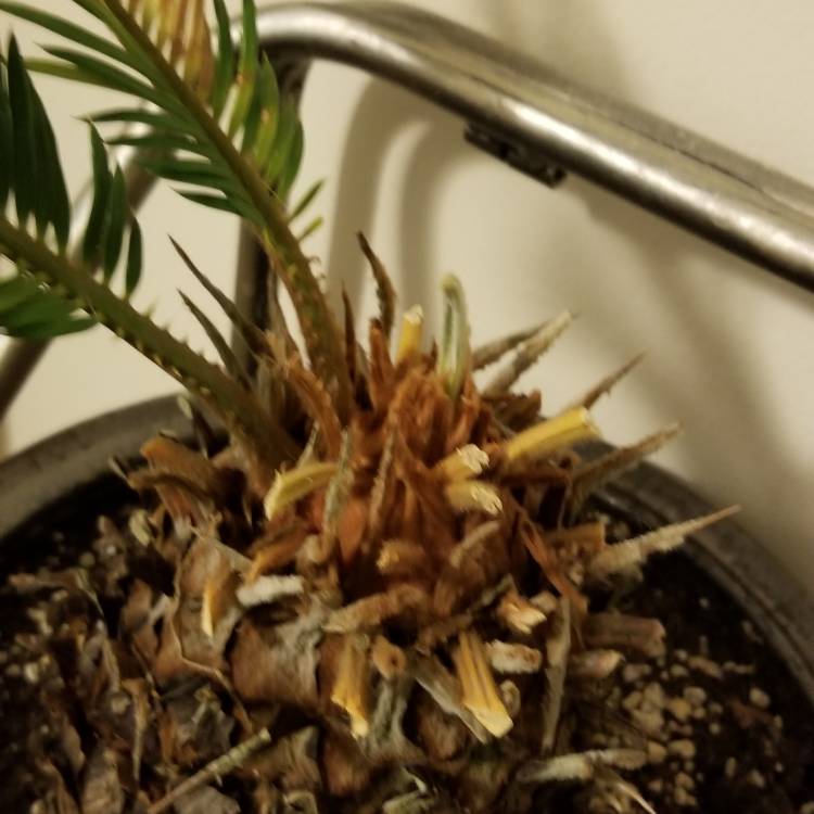 plant image 836635 plant image 836635