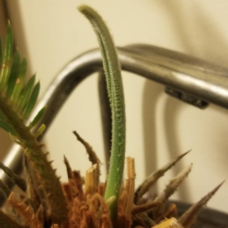 plant image 839559 plant image 839559