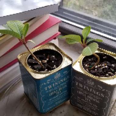 Euphorbia leuconeura