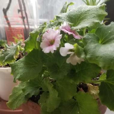 German Primrose