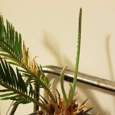Sago Palm