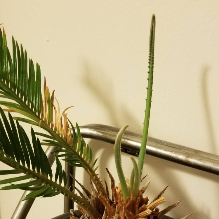 plant image 845241 plant image 845241