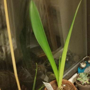 Hippeastrum (Amaryllis)