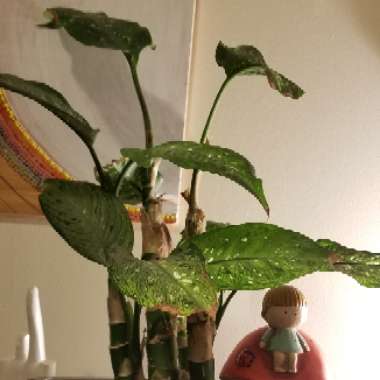 Dumb Cane 'Delilah'