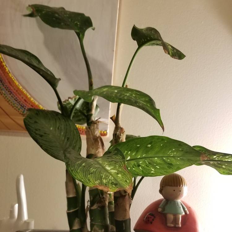 Plant image Dieffenbachia 'Delilah'