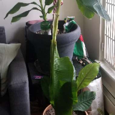 Japanese Banana