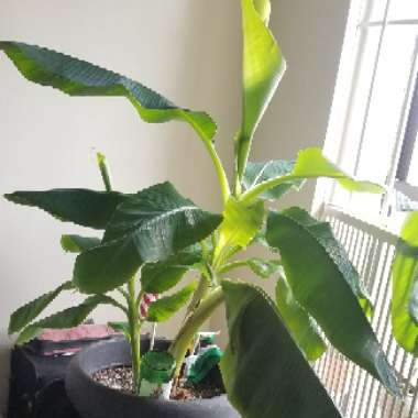 Japanese Banana