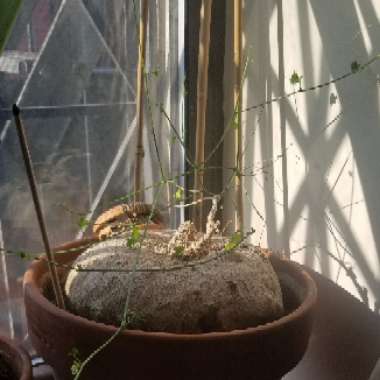 Balsam Gourd