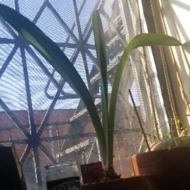 Hippeastrum (Amaryllis)
