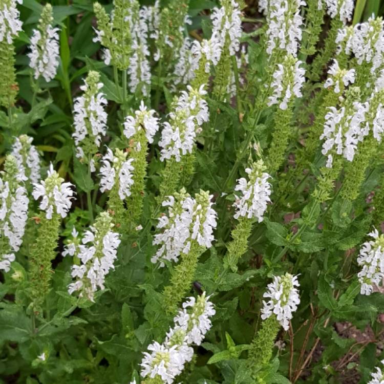 Plant image Salvia nemorosa 'Florsalwhite' (Sensation Series) syn. Salvia nemorosa 'Sensation White', Salvia nemorosa 'Lyrical White'