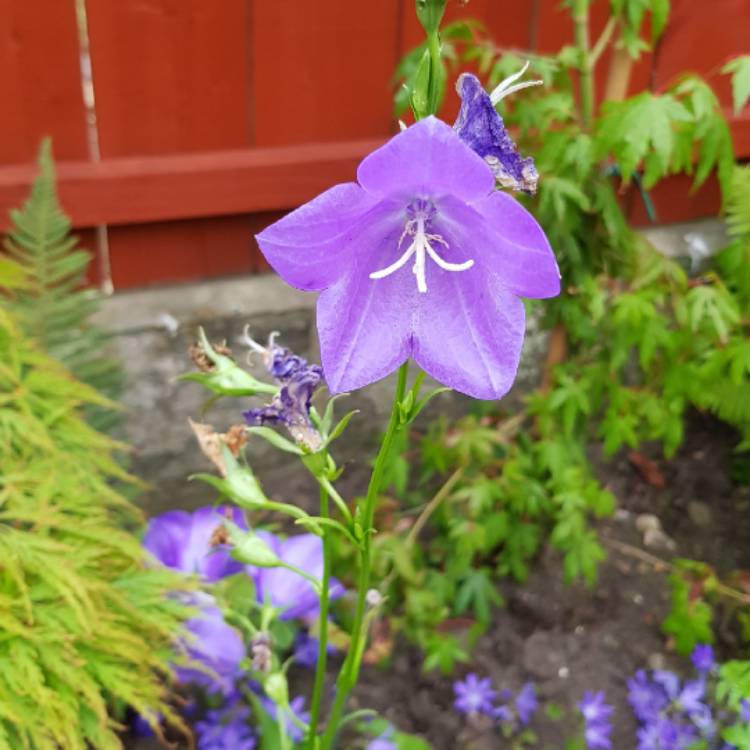plant image 1090535 plant image 1090535