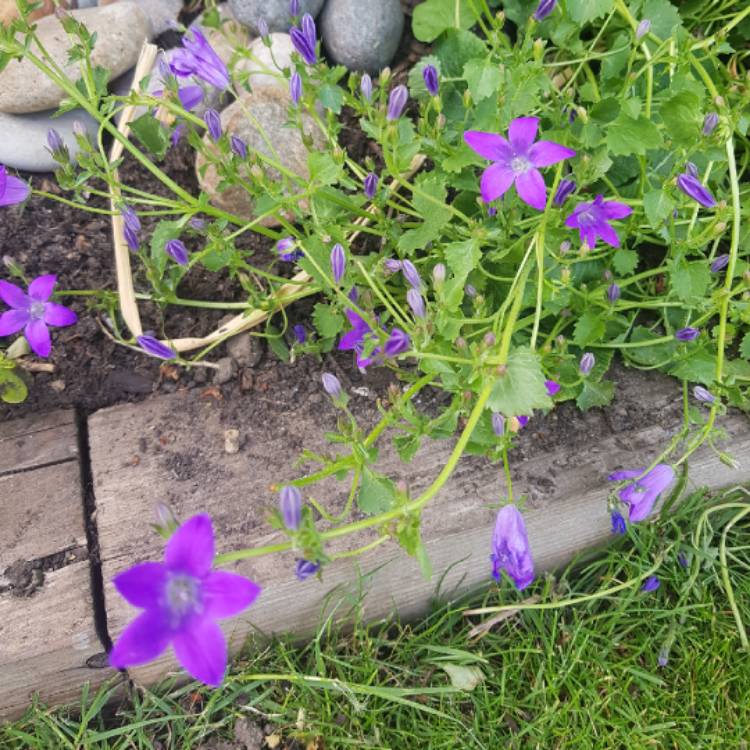 Plant image Campanula poscharskyana 'Blue Gown'