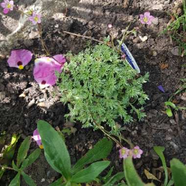 Saxifrage