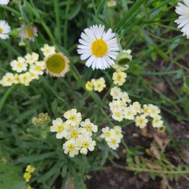 Yarrow 'King Edward'