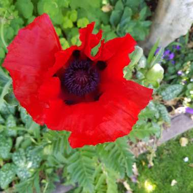 Oriental Poppy