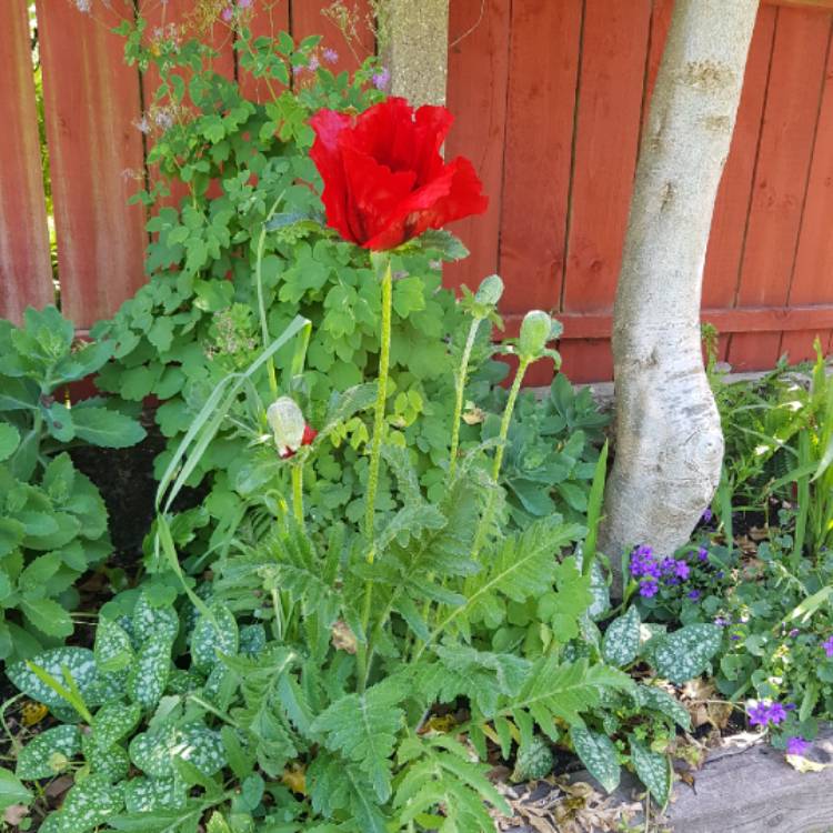 plant image 1313182