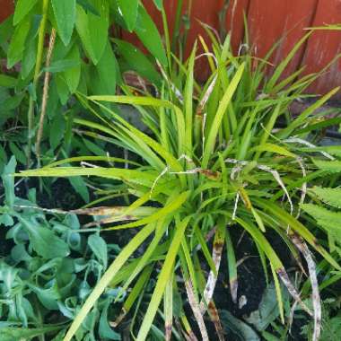 Lilyturf
