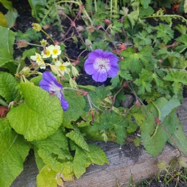 Cranesbill 'Rozanne'