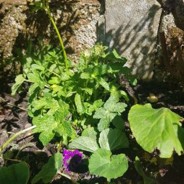 Masterwort