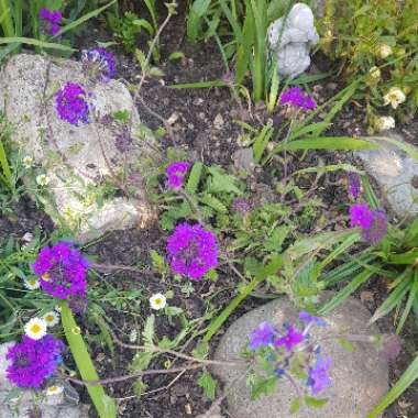 Mock Vervain 'Homestead Purple'