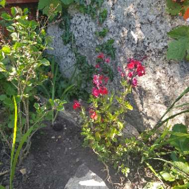 Sage 'Hot Lips'