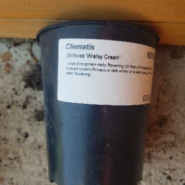 Clematis Wisley Cream