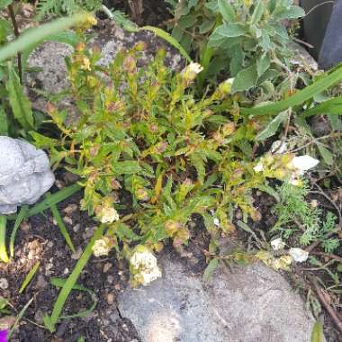 Rock Rose 'Decumbens'