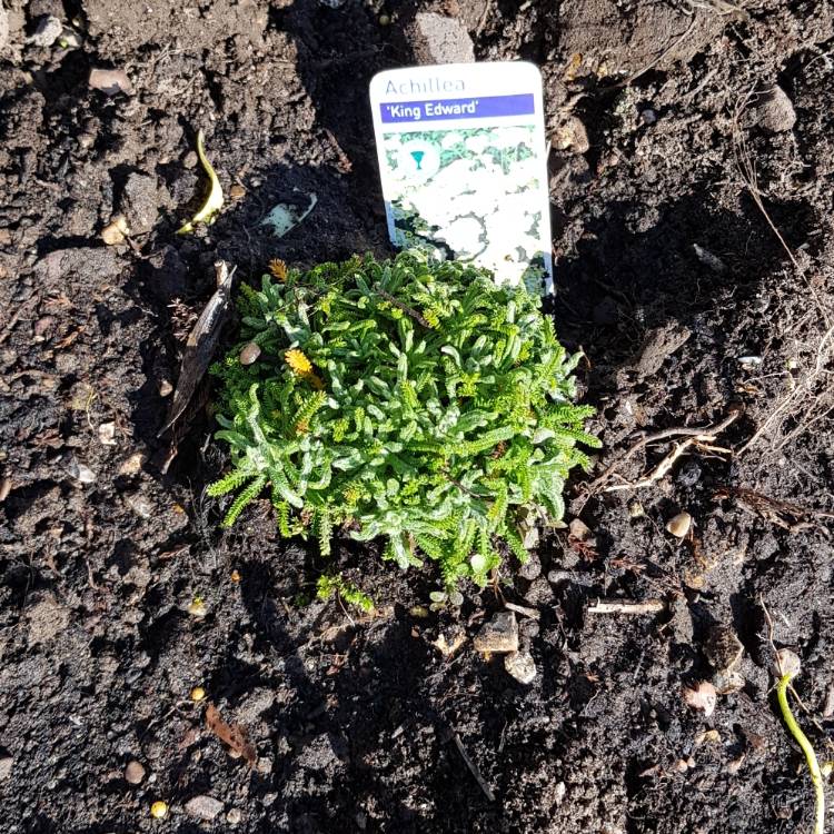 Plant image Achillea x lewisii 'King Edward'