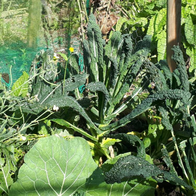 Plant image Brassica oleracea var. acephala 'Black Russian'
