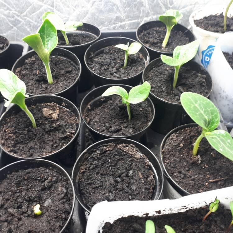 Plant image Cucurbita Pepo var. Cylindrica 'Black Beauty'