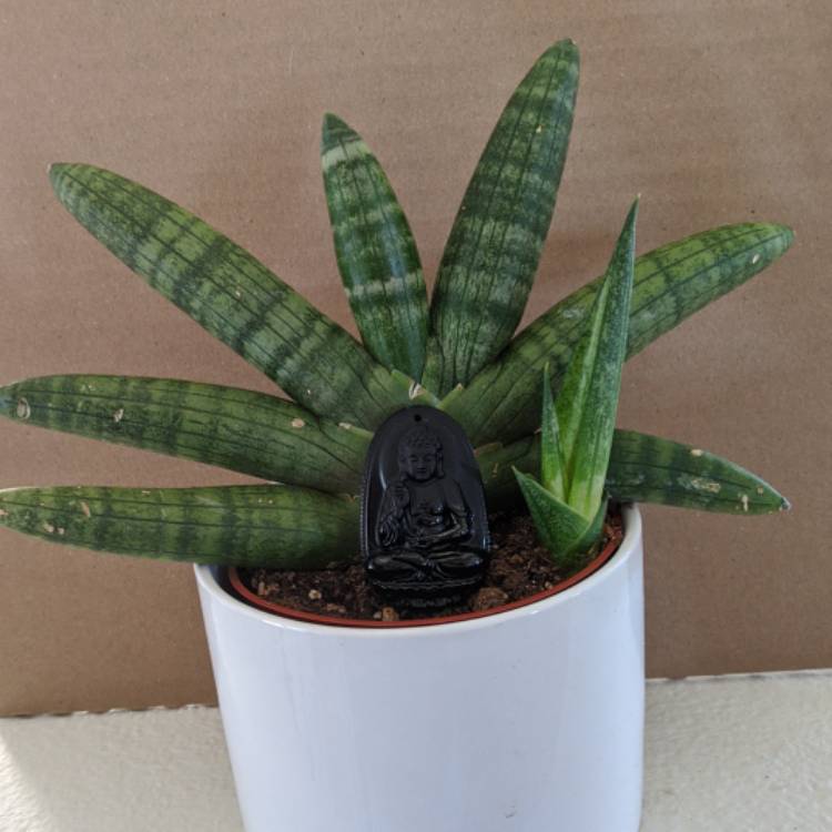 plant image 1206095